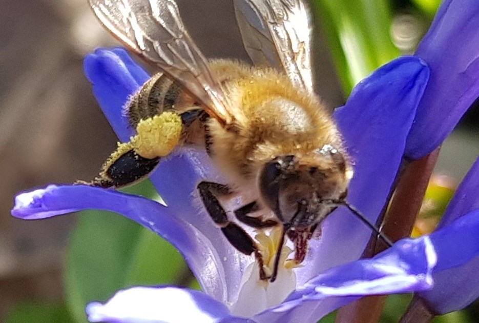 Bi indsamler pollen