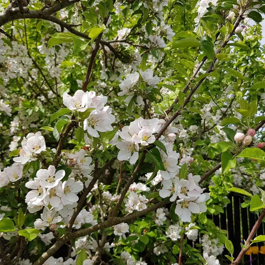 Blomstrende æbletræ 